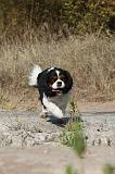 CAVALIER KING CHARLES 039